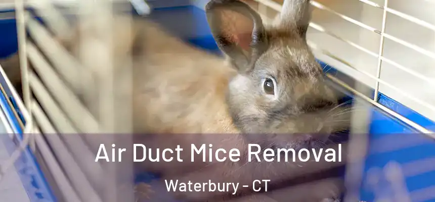  Air Duct Mice Removal Waterbury - CT